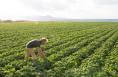 Filières agricoles
